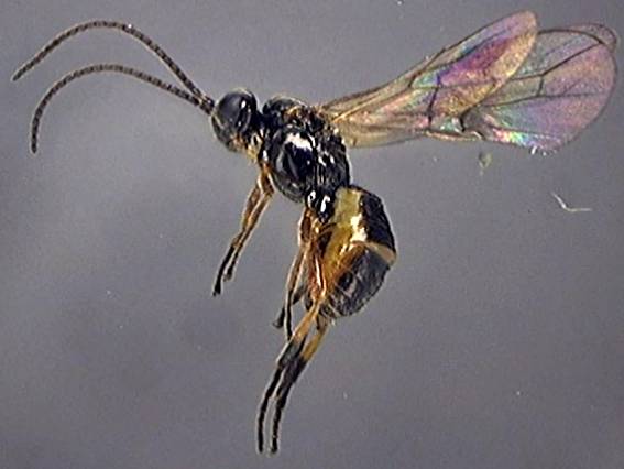 Braconidae 11